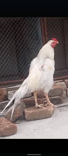 write asale Murga