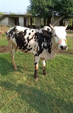 beautiful wehra for sale
