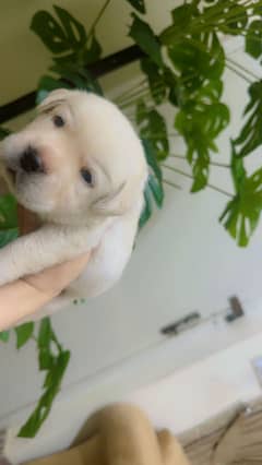 Labrador pup