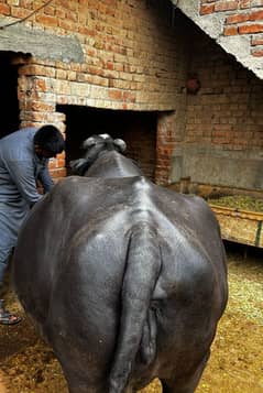 buffalo
