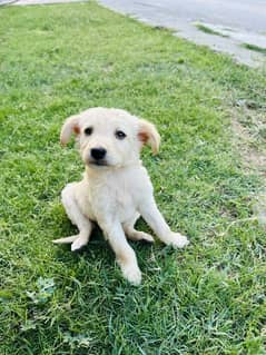 Labrador