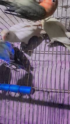 lovebird + cage dono sale Kay liye hain