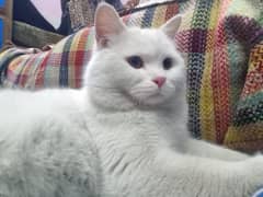 Turkish perisian cat pair