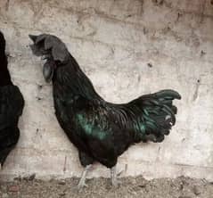 Ayam Cemani Gray tong