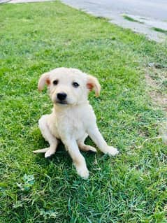 Labrador male pup