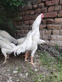 kings white o shamo male