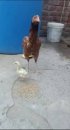 chick misry hai Madi ka sath da do ga