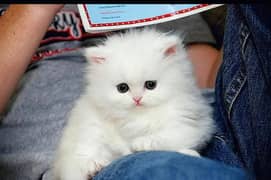 Pure persian cat