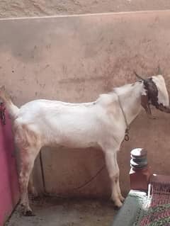 Bakra