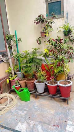 plants and pots