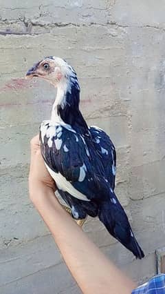 top quality Top quality Heera +  muskha lasani cross chicks