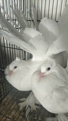 American FanTaiL Home Breed Pair For Sale