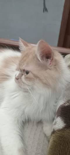 Two healthy and beautiful male Persian cats