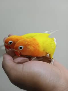 tame lovebird