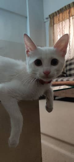 CAT FOR ADOPTION