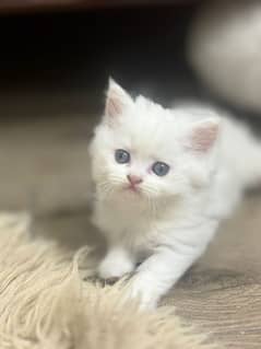 cat/ kittens/ 1 months old/ white kitten/ pair