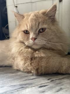 Royal Fluffball Alert!