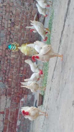 full