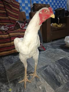 white shamo male long high top quality
