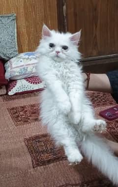 Triple coat white persion