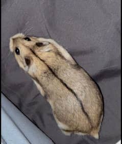 Dwarf hamster available