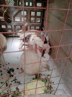 Rabbits 5 piece for sale
