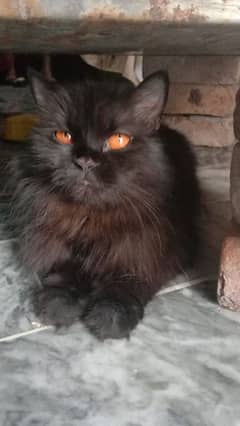 Persian