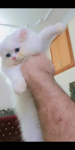Persian kittens (Pure bloodline)