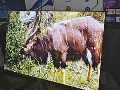 43,,inch Samsung Led New Model Good Deal  03254998174