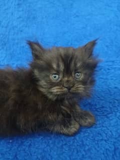 persian kitten