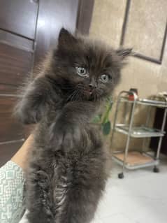 Black pure persian cat
