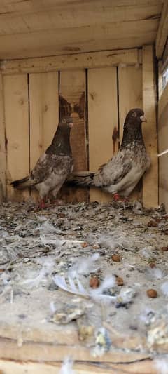 Amberseriya Pair + Teddy Pair + Rampuri Pair || Breeder With Eggs