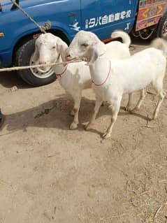 gulabi pure white