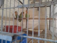 Rosicoli peach face love birds for sale