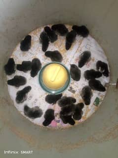 Australorp chicks