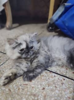 perison cat kitten 2 mon