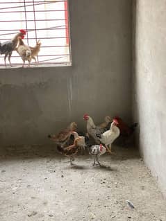 Total 15 GOLDEN MISRI  6 murgia (age almost 4.5 month) Total 9 murga