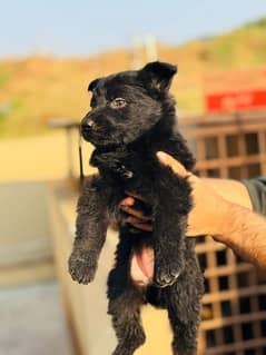black German Shepherd puppies|long Coat puppy|GSD|female puppies