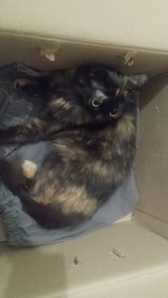 urgent sale