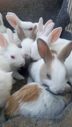 rabbit