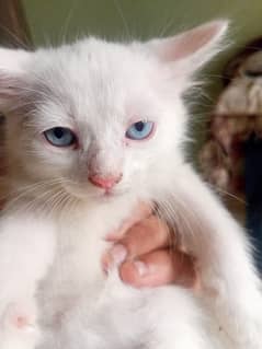 Persion Cat - Kitten - blue eyes kitten - for sale