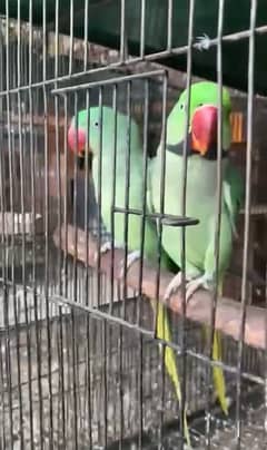 raw parrot breeder pair