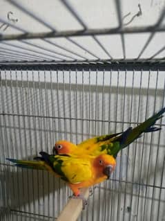 sunconore