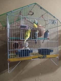 parrot's ND love birds