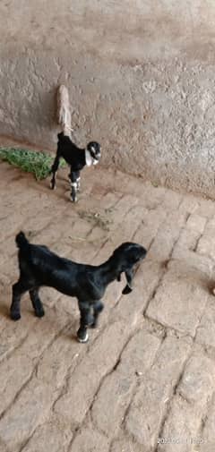 Baby goat for sale