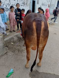 cows.