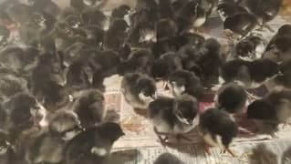 Australorp Chicks