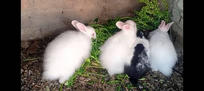 white angora red eyes pathy