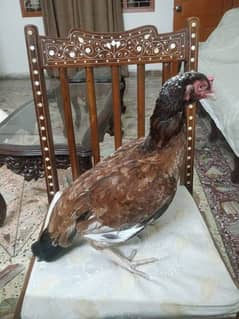 Aseel