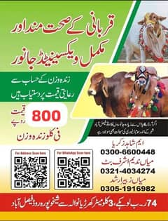 قربانی,عقيقہ،شادی بیاہ,اور دیگرتقریبات کیلیےجانور Animal for Sale cows